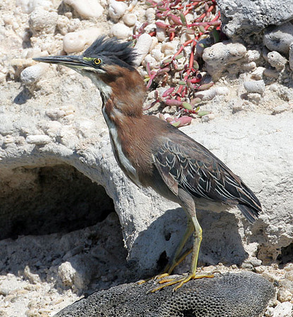 Green Heron (Butorides virescens)