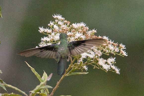 Scaly-breasted Hummingbird (Phaeochroa cuvierii) female