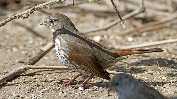 California Towhee (Melozone crissalis)