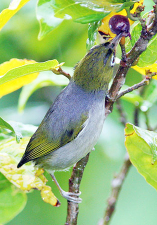 Silvereye (Zosterops lateralis) also known as Wax-eye