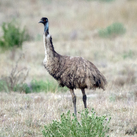 Emu (Dromaius novaehollandiae)