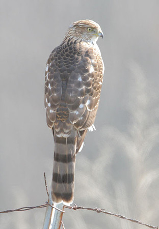 Cooper's Hawk (Accipiter cooperii) juvenile