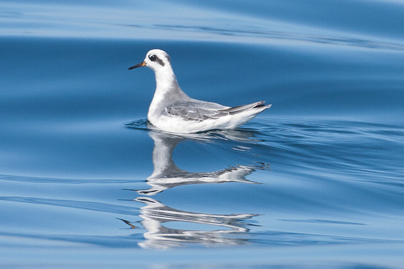Red-necked Phalarope (Phalaropus lobatus)
