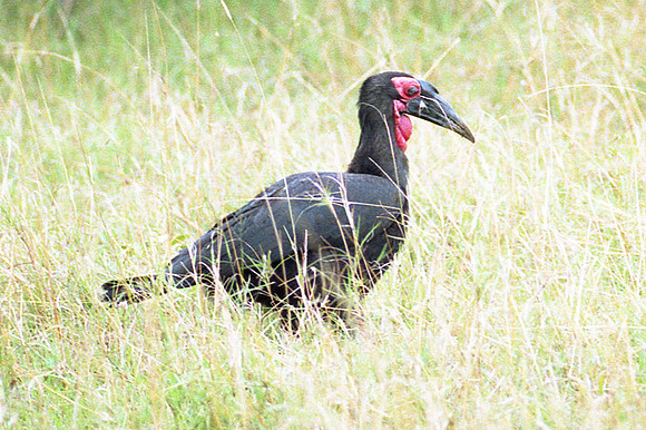 Southern Ground Hornbill (Bucorvus leadbeateri)