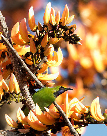 Golden-fronted leafbird (Chloropsis aurifrons)
