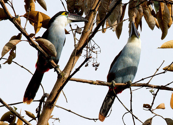 Black-billed Mountain Toucan (Andigena nigrirostris)