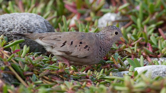 Common Ground Dove (Columbina passerina)