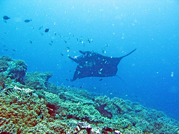 Manta Ray (Manta birostris)