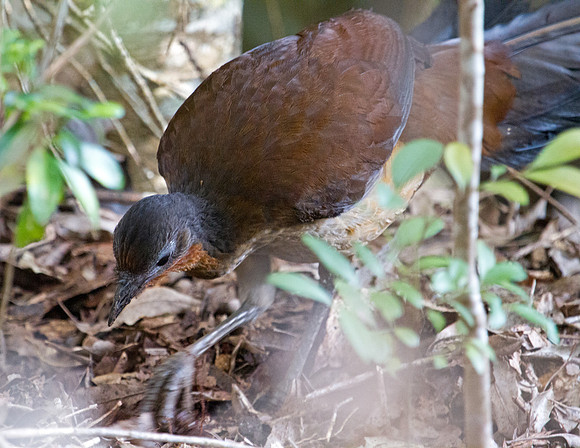 Superb lyrebird (Menura novaehollandiae)