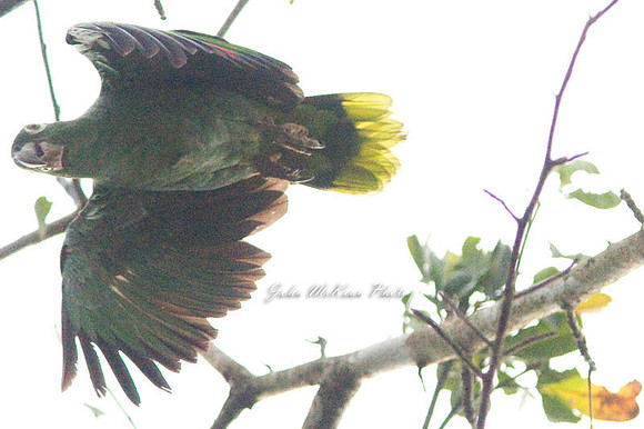 Mealy Parrot (Amazona farinosa) also known as Mealy Amazon