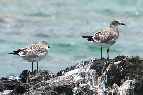 Laughing Gull (?) (Larus atricilla) immature
