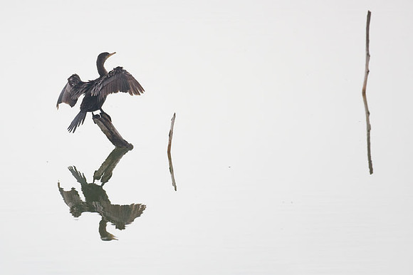 Double-crested Cormorant (Phalacrocorax auritus)