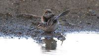 Wilson's Snipe (Gallinago delicata)