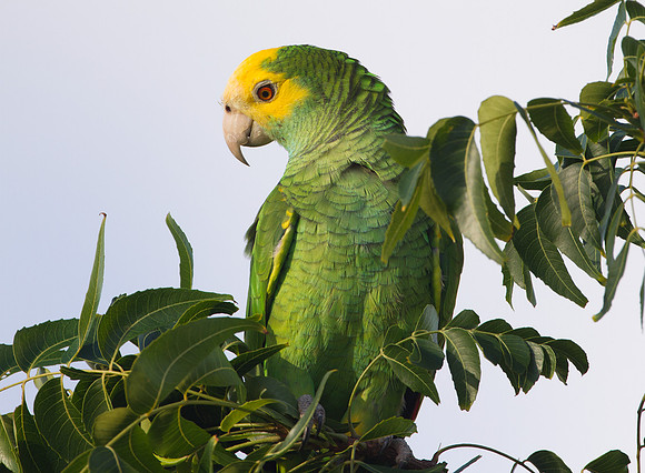 Yellow-shouldered Amazon (Amazona barbadensis)