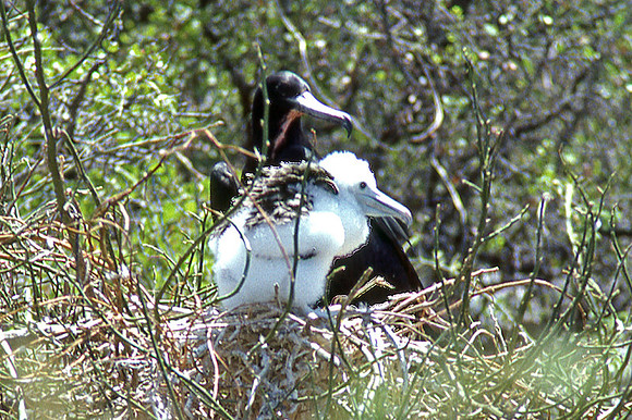 Great Frigatebird (Fregata minor)