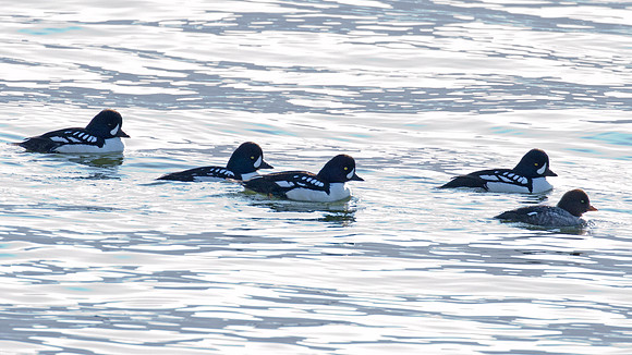 Barrow's Goldeneye (Bucephala islandica)