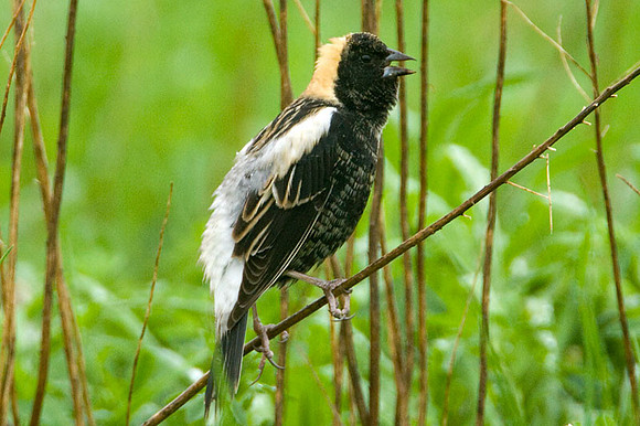 Bobolink (Dolichonyx oryzivorus)