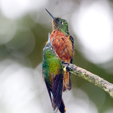 Chestnut-breasted Coronet (Boissonneaua matthewsii)