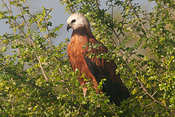 Black-collared Hawk (Busarellus nigricollis)