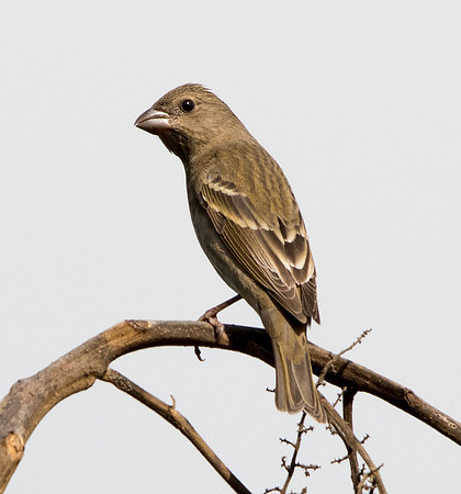 Common rosefinch (Carpodacus erythrinus)