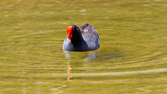 Common Gallinule (Gallinula galeata)