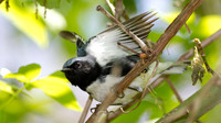 Black-throated Blue Warbler (Dendroica caerulescens)
