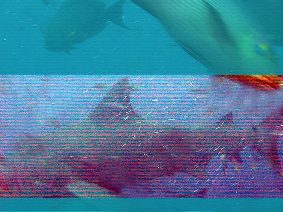 12' Bull Shark (Carcharhinus leucas)