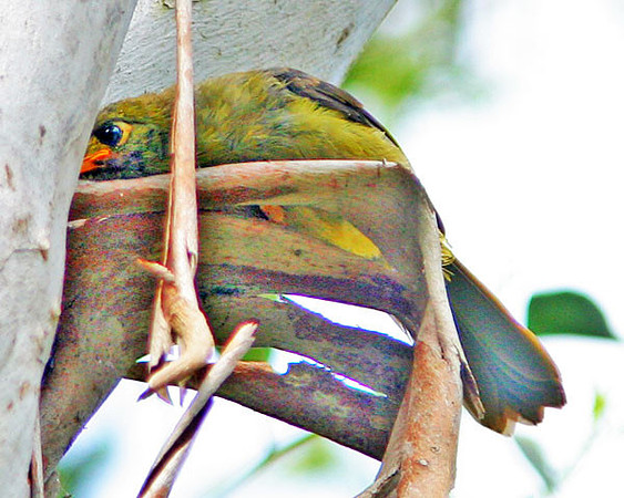 Bell Miner (Manorina melanophrys) also known as Bellbird
