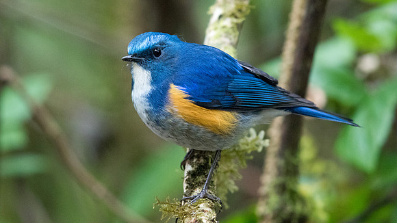 Himalayan bluetail (Tarsiger rufilatus) Male