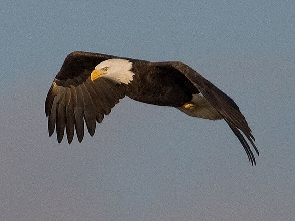Bald Eagle (Haliaeetus leucocephalus)