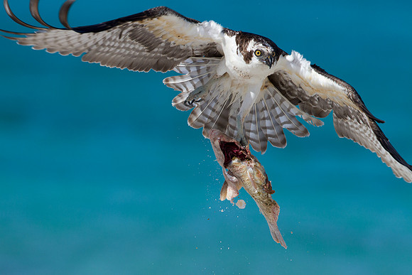 Osprey (Pandion haliaetus)