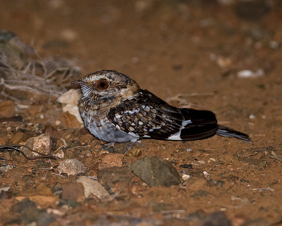White-tailed Nightjar (Caprimulgus cayennensis)
