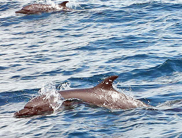Common Bottlenose Dolphin (Tursiops truncatus)