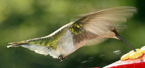 Ruby-throated Hummingbird (Archilochus colubris) female