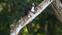 Geoffroy's tamarin (Saguinus geoffroyi)
