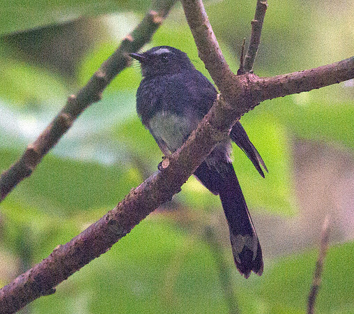 White-bellied fantail (Rhipidura euryura)