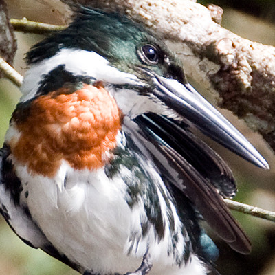 Amazon Kingfisher (Chloroceryle amazona) male