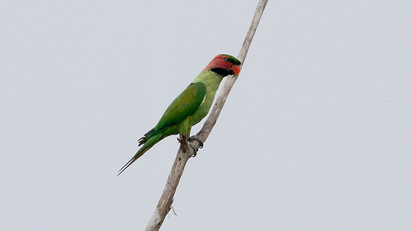 Long-tailed Parakeet (Psittacula longicauda)