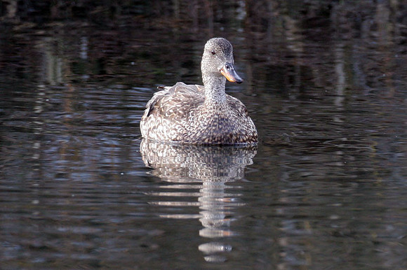 Gadwall (Anas strepera)