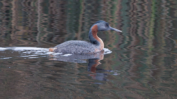 Great Grebe (Podiceps major)
