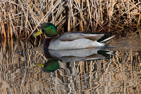 Mallard (Anas platyrhynchos) male