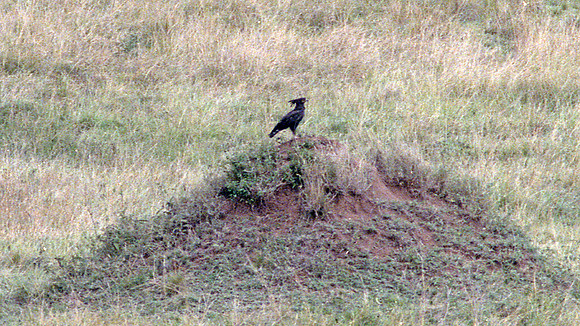 Long-crested Eagle (Lophaetus occipitalis)
