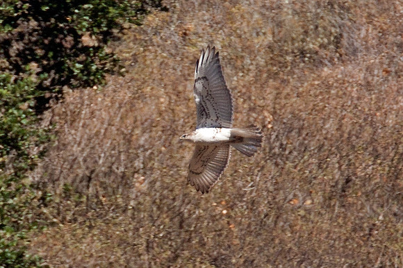 Ferruginous Hawk (Buteo regalis)