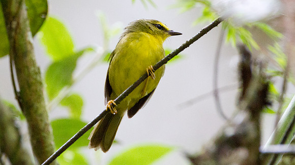 Pale-legged Warbler (Basileuterus signatus)