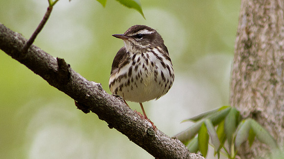Louisiana Waterthrush (Parkesia motacilla)