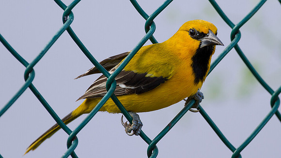 Yellow Oriole (Icterus nigrogularis)