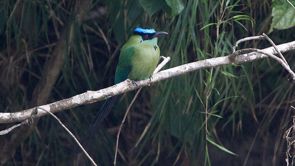 Highland Motmot (Momotus momota)