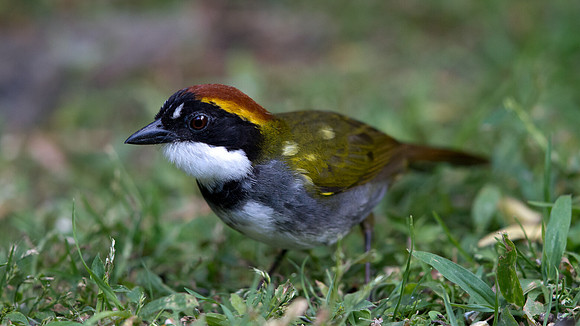Chestnut-capped Brush Finch (Arremon brunneinucha)