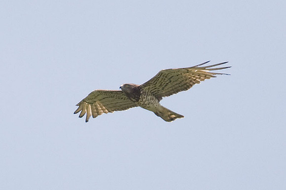 Short-toed Snake Eagle (Circaetus gallicus) also known as Short-toed Eagle
