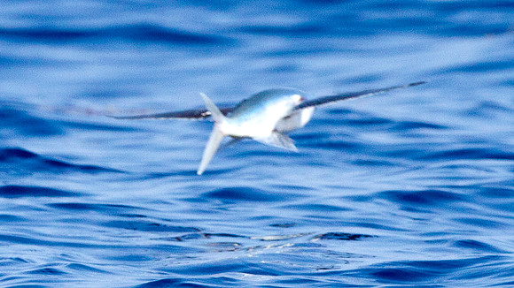 flying fish (Exocoetidae)
